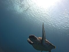 ÍSHISHIΊ_ւ̓eʐ^1