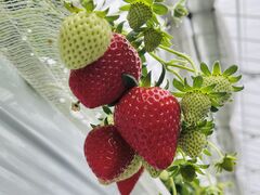 ͂ȂThe Little Beeւ̓eʐ^1