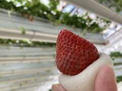 ЂȂ܂䂳Sky Flora Farmւ̓eʐ^1