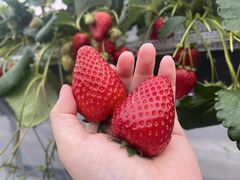 񂲂ςȂ̒_ւ̓eʐ^2