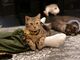 MOCTICRONFang for Stray Catz.@lRJtFt@Oւ̓eʐ^2