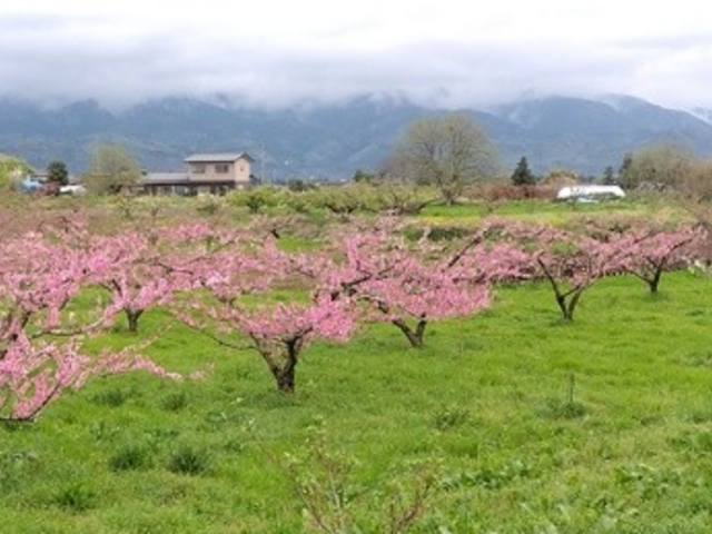 񂳂̌K܃s[`CiKܓj̓eʐ^1