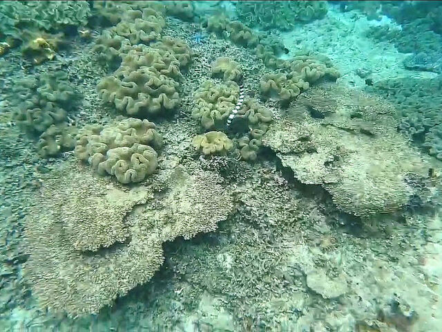 �E�~�w�r_KEIMII MARINE