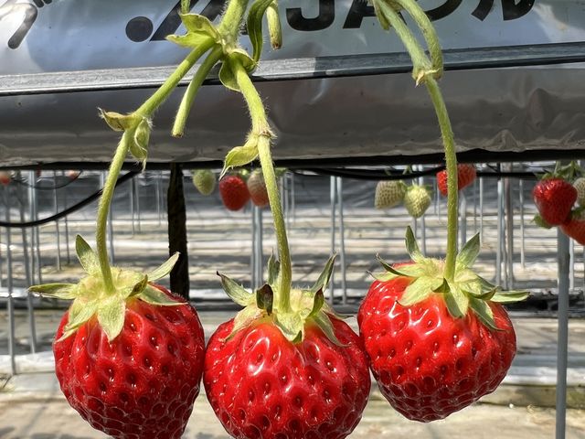 �^���ԂȃC�`�S_䕃t�@�[���X�{