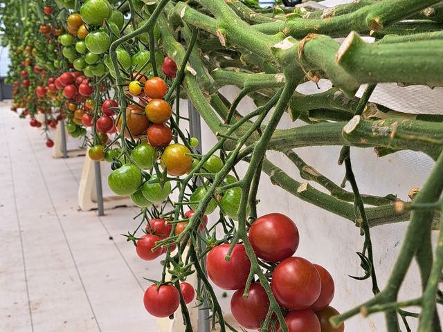 �g�}�g_���肪�ݔ_��