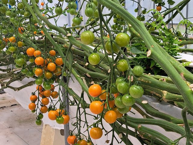 �g�}�g_���肪�ݔ_��