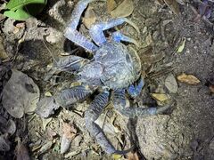 ttttt̐Ί_ ADVENTURE PiPiւ̓eʐ^1