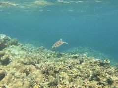 e[̐Ί_ ADVENTURE PiPiւ̓eʐ^1