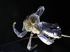 Ă̐Ί_ ADVENTURE PiPiւ̓eʐ^1