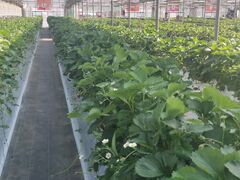 Ȃ̃zeBL˂ւ̓eʐ^1