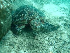 [̃I[X[Vm[P{Óւ̓eʐ^1