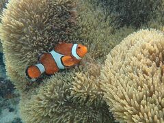 [̃I[X[Vm[P{Óւ̓eʐ^2