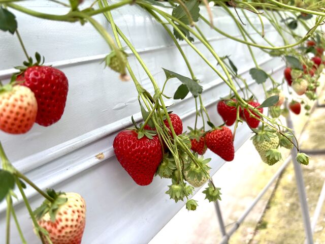 �Â��Ĕ�����������������������_�x���[�Y�t�@�[���@FUSHIMI