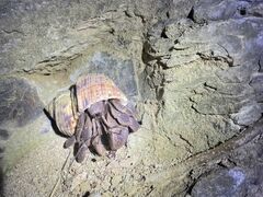 ̐Ί_ ADVENTURE PiPiւ̓eʐ^1