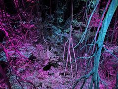 ��������̌܉Y����ւ̓��e�ʐ^1