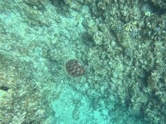 C̐Ί_ ADVENTURE PiPiւ̓eʐ^1