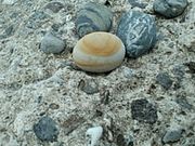 ���[���񂳂�̃q�X�C�C�݂̓��e�ʐ^2