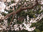 �X�m�[�o�j������̓V�_���̓��e�ʐ^3