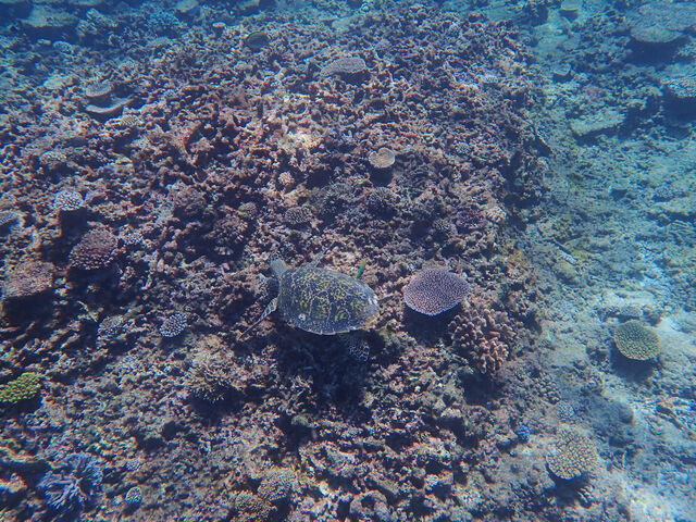 �E�~�K���ɂ��o��܂����I_�A�N�A�x�[�X