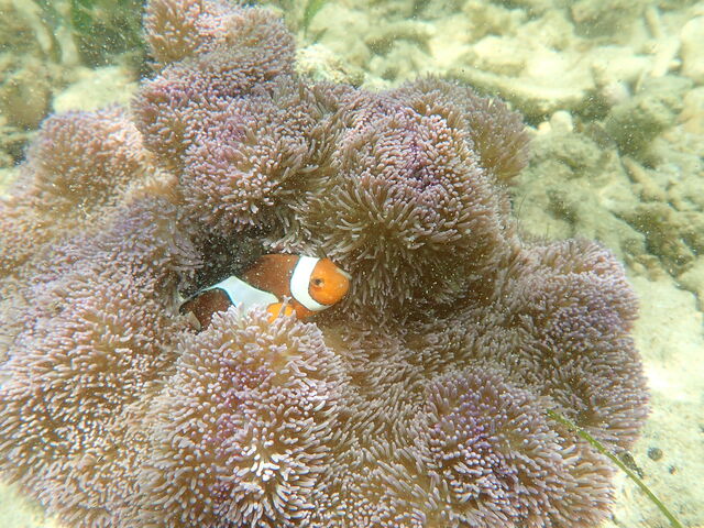 ���ꂢ�ȋ�_�w�q���̗V�я�x �}�����V���b�v��