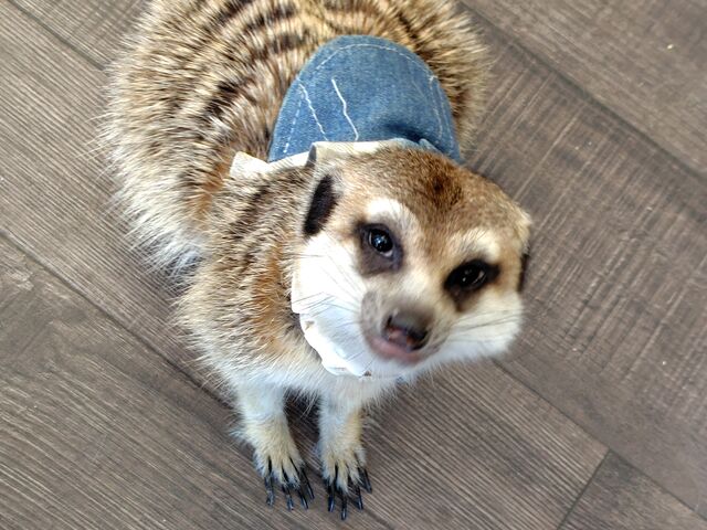 ݂[̃Aj}JtF X̂ۂ̓eʐ^7