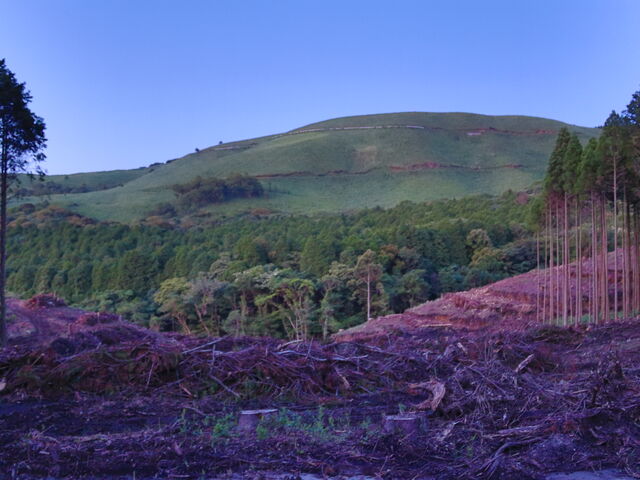 masa񂳂̑򌴍̓eʐ^2