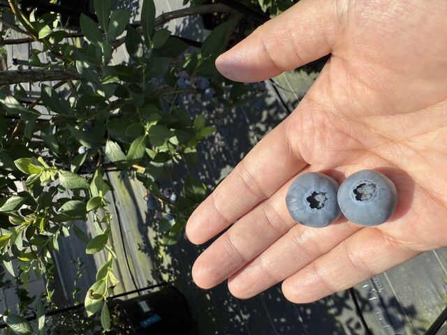 �嗱�̃u���[�x���[�I�Â��I_AWA Blueberry�t�@�[��