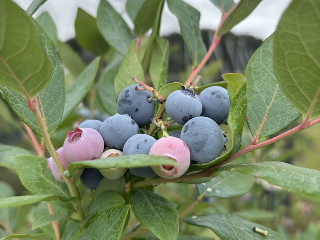 �Ƃ��Ă��Y��ȃu���[�x���[�ł����I�������������ł�_���������t���[�c�t�@�[��