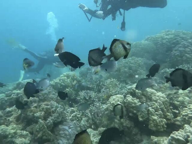 ���B�ɂ���_�_�C�r���O���J�k�[�X�蒃��