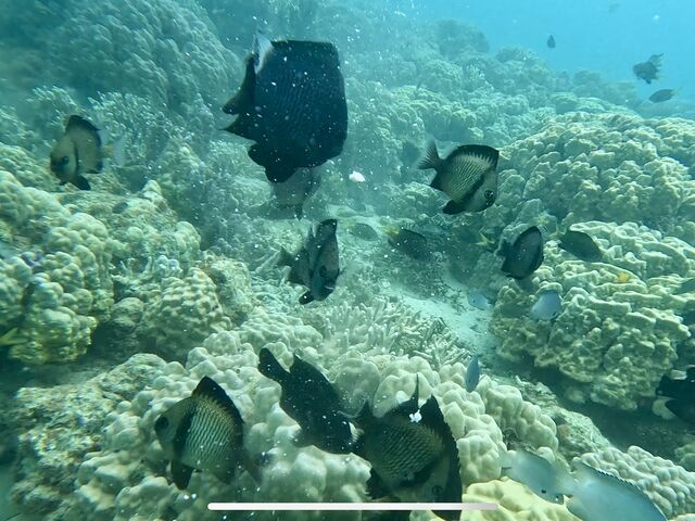 ���ɂ���_�_�C�r���O���J�k�[�X�蒃��