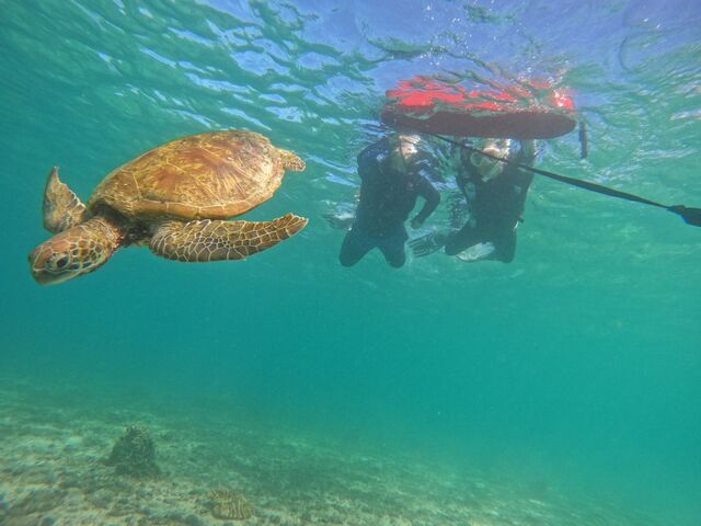 �ꏏ��_�C�P�����p���_�C�X �{�Ó�