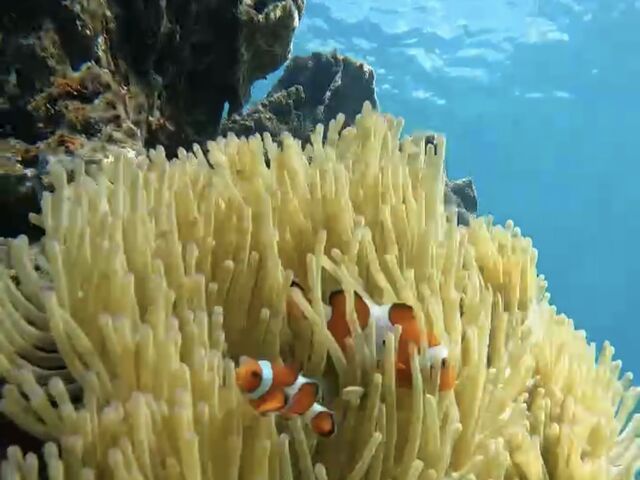 �T���S�V���E�̒�����_�C�P�����p���_�C�X �{�Ó�