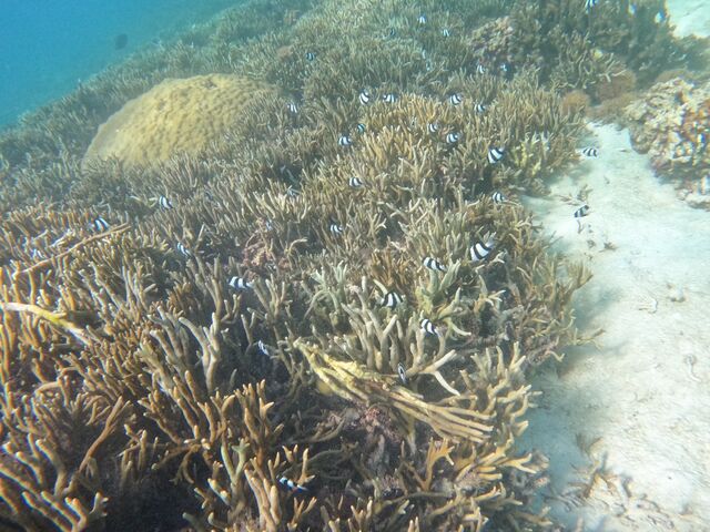 �T���S��_�C�P�����p���_�C�X �{�Ó�