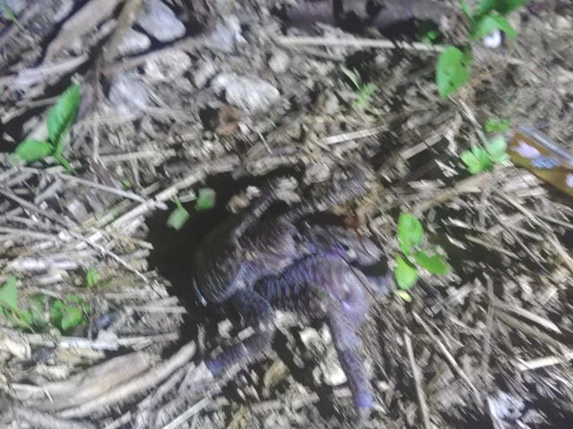 ���V�K�j_�Ί_������t�H�g���E�~�K���V���m�[�P�� Sea star�Ί_��