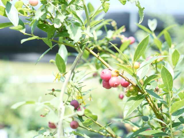 �s���N�����l�[�h�炵���ł��I_�����u���[�x���[��