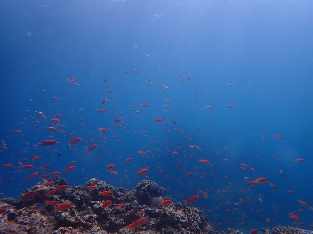 ����_�����C�g�Ί_���_�C�r���O�V���b�v