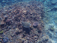 alicẽANAx[Xւ̓eʐ^2