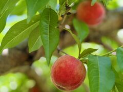 Ђ낿񂳂̒_ւ̓eʐ^1