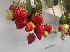 񂳂The Little Beeւ̓eʐ^1