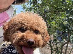 ���ۂ񂳂�̂������܃x���[�q���ւ̓��e�ʐ^1