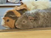 ݂[̃Aj}JtF X̂ۂ̓eʐ^4