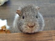 ݂[̃Aj}JtF X̂ۂ̓eʐ^5