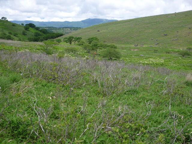 ͂̃QccWƂ̌̓RoCPC\E_ԎR̃QccW