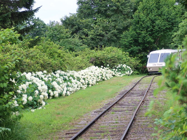 �����[�g���C��_�S����������