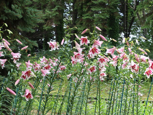 ���ꂪ��Ԃ��ꂢ�ɍ炢�Ă܂���_�S����������