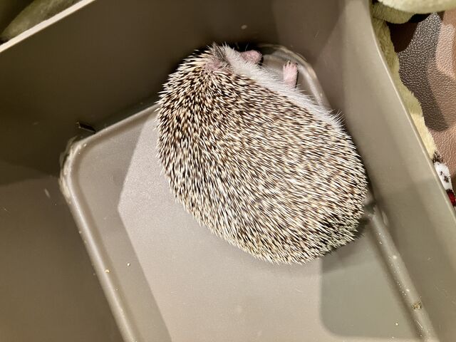 ����_�n���l�Y�~���cafe HARRY WOOD�i�n���[�E�b�h�j�Ȃ�ΓX