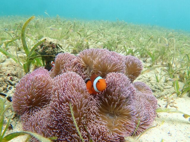 ���掿�J�����ŎB�e���Ē������f�[�^�ł��B_�w�q���̗V�я�x �}�����V���b�v��