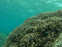 Tl̐Ί_ ADVENTURE PiPiւ̓eʐ^1