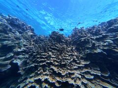 nico̐Ί_ ADVENTURE PiPiւ̓eʐ^1