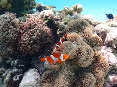 񂳂̋{blue܂ق΂ւ̓eʐ^1